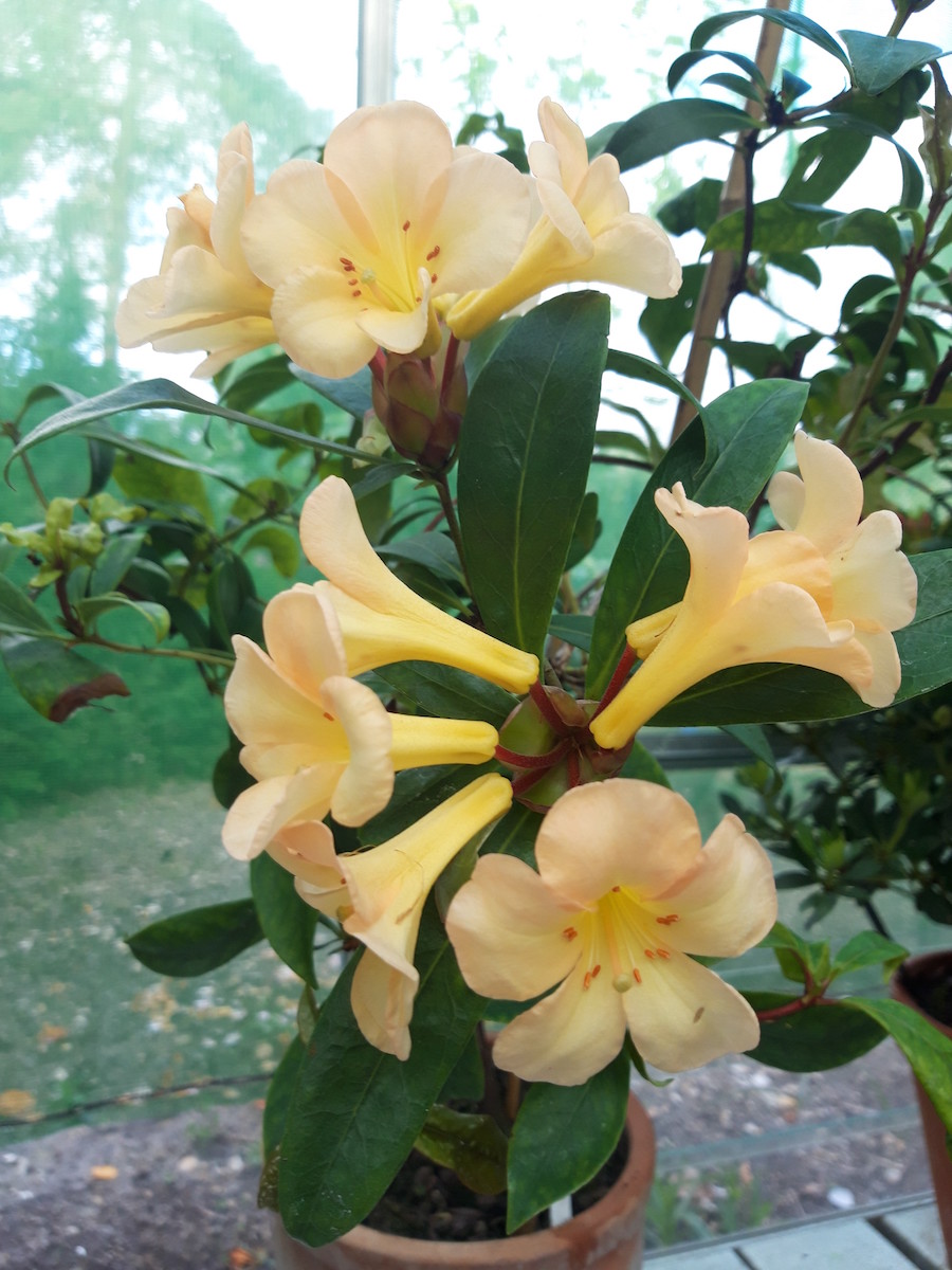 laetum Vireya